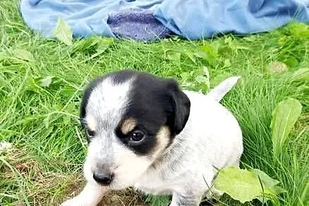 Jack Russell terrier szczenięta pieski i suczki PHU rodowód, Świętokrzyskie, Sandomierz