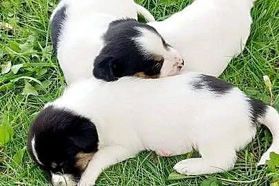 Jack Russell terrier szczenięta pieski i suczki PHU rodowód, Świętokrzyskie, Sandomierz