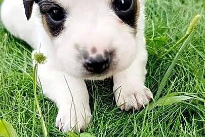 Jack Russell terrier szczenięta pieski i suczki PHU rodowód, Świętokrzyskie, Sandomierz