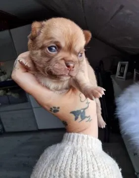 Cudowny piesek Chihuahua w kolorze brązowym o imieniu Dalwin