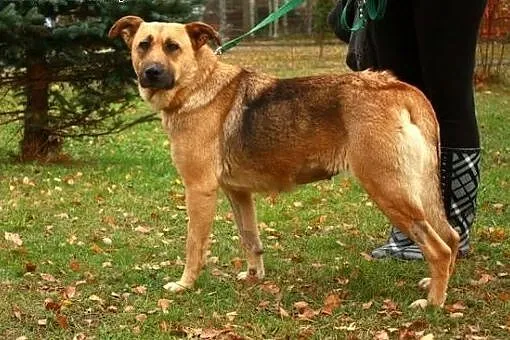 Kori - może jesteś tym Człowiekiem, na którego czeka?,  warmińsko-mazurskie Olsztyn