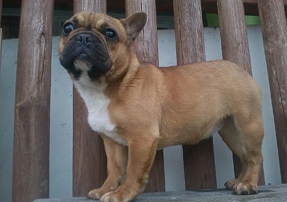 Buldog Francuski FCI po CHP