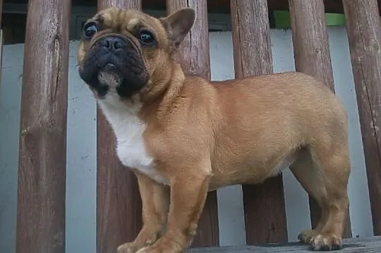 Buldog Francuski FCI po CHP