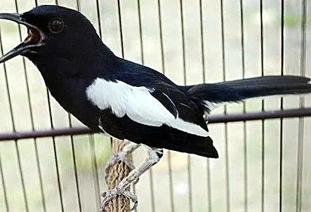 DAJAL INDYJSKI-Sroczek zmienny (Copsychus saularis), , Osiedle Poznańskie