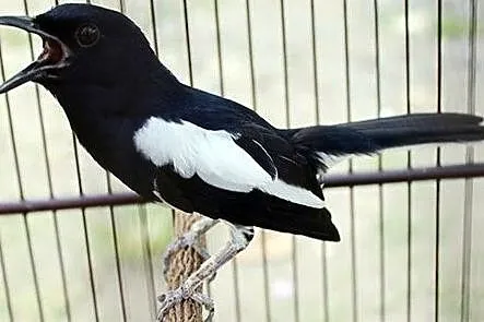 DAJAL INDYJSKI-Sroczek zmienny (Copsychus saularis), , Osiedle Poznańskie