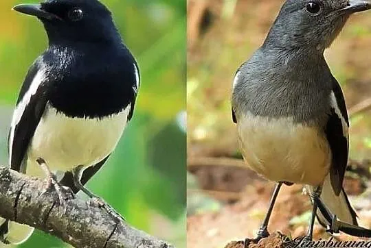 DAJAL INDYJSKI-Sroczek zmienny (Copsychus saularis), , Osiedle Poznańskie