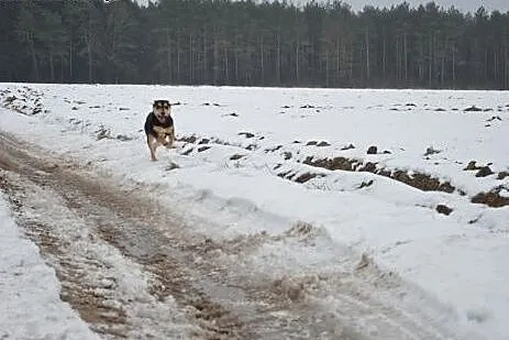 Amon, przesłodki psiak szuka kochającego domu,  po