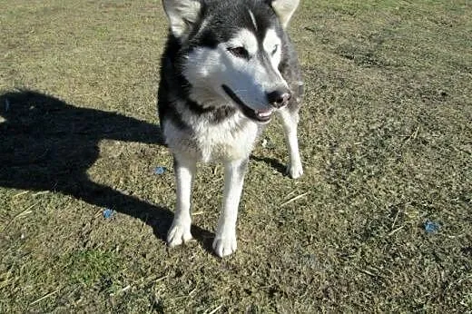 Kochająca cały świat, aktywna Nebraska alaskan mal
