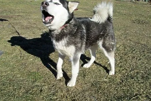 Kochająca cały świat, aktywna Nebraska alaskan mal