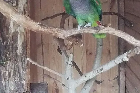 Amazonka pąsowa (Amazona Vinacea) - piękna, dorosł, Skokowa