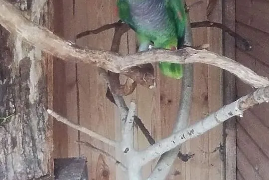 Amazonka pąsowa (Amazona Vinacea) - piękna, dorosł, Skokowa