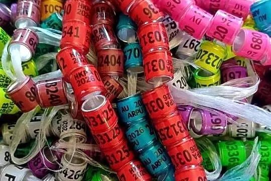 Obrączki dla gołębi 2026,8mm, Świętokrzyskie, Opatów