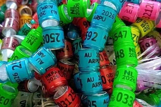 Obrączki dla gołębi 2026,8mm, Świętokrzyskie, Opatów