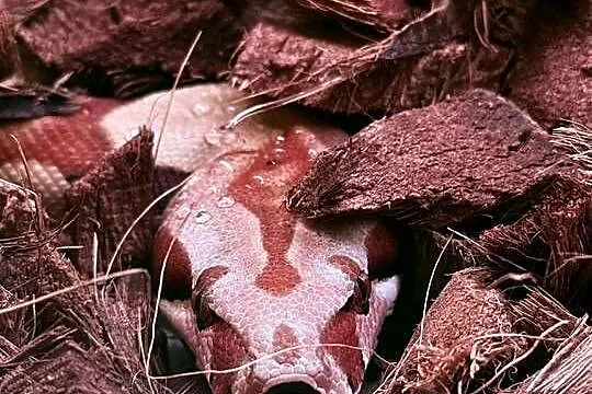 Boa Imperator Jungle