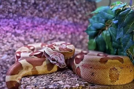 Boa Imperator Jungle, Kujawsko-pomorskie, Bydgoszcz