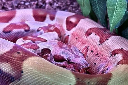 Boa Imperator Jungle, Kujawsko-pomorskie, Bydgoszcz