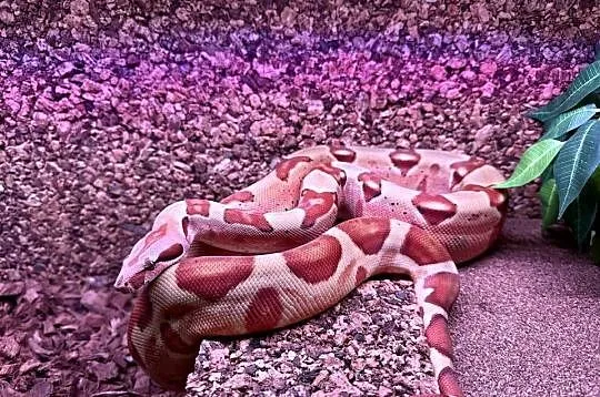 Boa Imperator Jungle, Kujawsko-pomorskie, Bydgoszcz