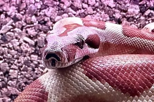 Boa Imperator Jungle, Kujawsko-pomorskie, Bydgoszcz