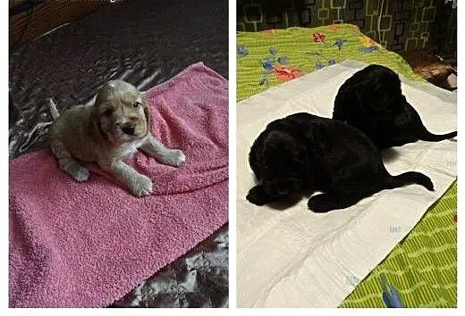 Śliczne szczenięta Cocker Spaniel Angielski , pod