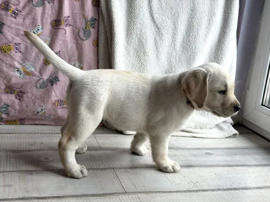 Labrador retriver sunia szczeniak/ Badania Genetyczne. Gotowa do odbioru!, , ŻELECHLINEK