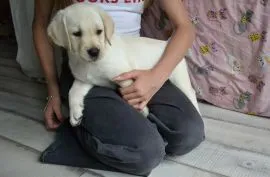 Labrador retriver sunia szczeniak/ Badania Genetyczne. Gotowa do odbioru!