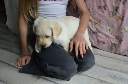Labrador retriver sunia szczeniak/ Badania Genetyczne. Gotowa do odbioru!, , ŻELECHLINEK