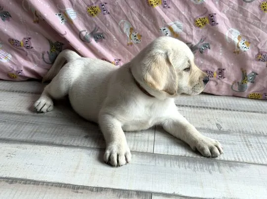 Labrador retriver sunia szczeniak/ Badania Genetyczne. Gotowa do odbioru!, , ŻELECHLINEK