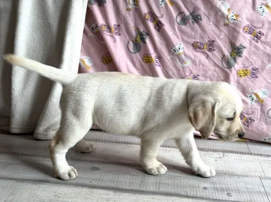 Labrador retriver sunia szczeniak/ Badania Genetyczne. Gotowa do odbioru!, , ŻELECHLINEK