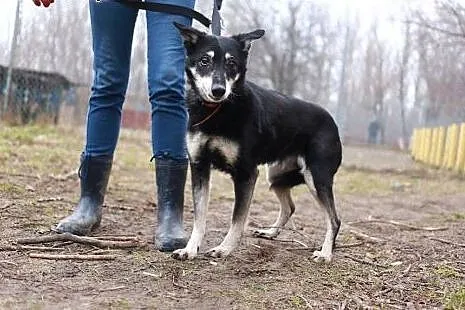 GRYZELDA - PILNIE szuka troskliwego opiekuna!,  mazowieckie Warszawa