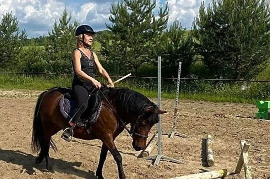 Klacz kucyk 4 lata, , 