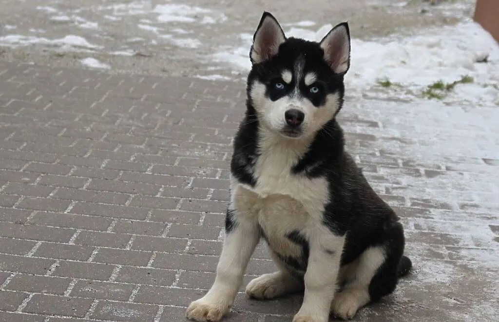 husky szczeniaki metryka chip, Opolskie, Opole