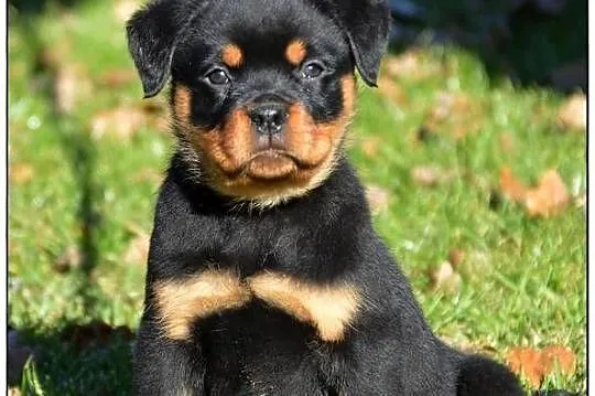 Rottweiler samiec