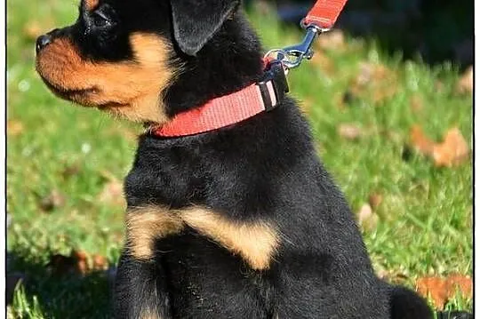 Rottweiler samiec, Małopolskie, Smyków