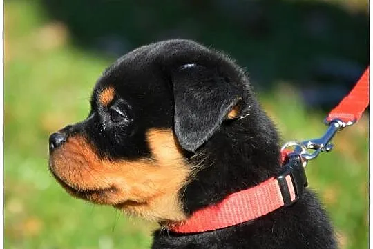 Rottweiler samiec, Małopolskie, Smyków