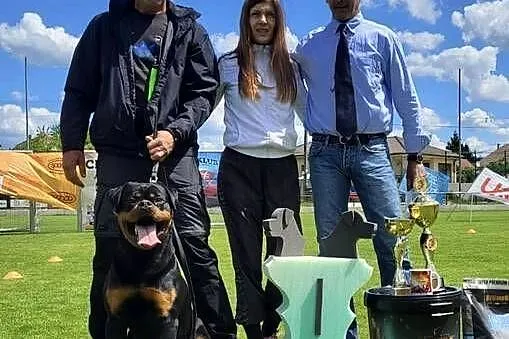 Rottweiler samiec, Małopolskie, Smyków