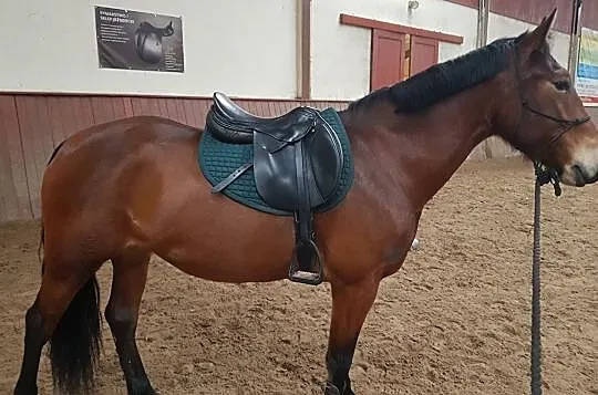 Klaczka z 2020 po TALOUBET Z od pełnej siostry CHIMEQUYLA