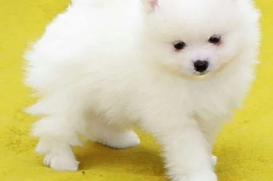 pomeranian szczenieta