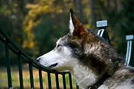 Nese w typie alaskan malamute czeka na dom w schro, Bydgoszcz