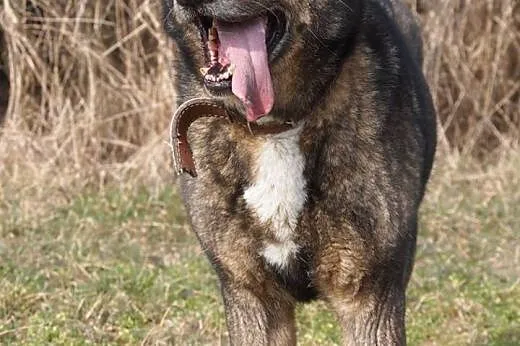 Ola czeka na człowieka !!!,  wielkopolskie Poznań