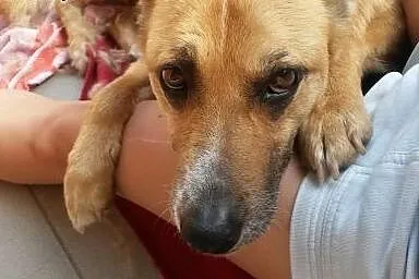 Cudownie delikatna i łagodna sunia pokocha Cię cał
