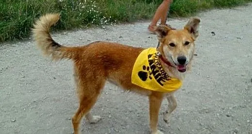 Lajla - sunia do adopcji, małopolskie Kraków