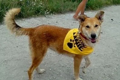 Lajla - sunia do adopcji,  małopolskie Kraków
