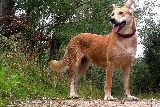 Lajla - sunia do adopcji,  małopolskie Kraków