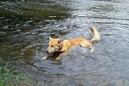 Lajla - sunia do adopcji,  małopolskie Kraków