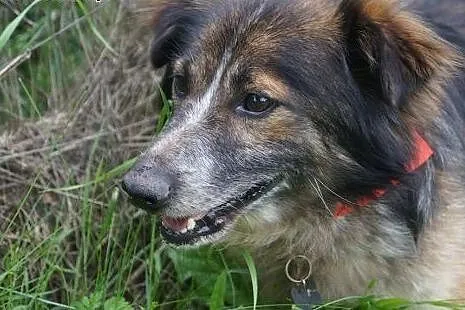 Misio gotowy do adopcji aktualne,  Kundelki cała P