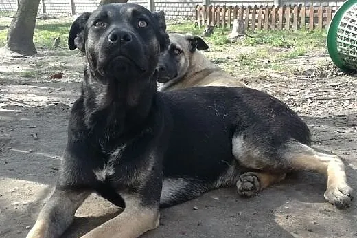 Wysterylizowana roczna sunia czeka na dom!,  mazow