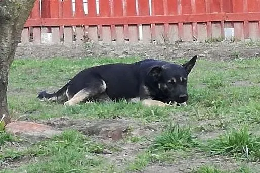 Wysterylizowana roczna sunia czeka na dom!,  mazow