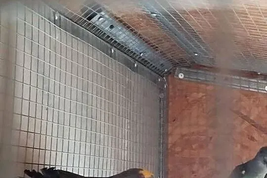 Afrykanka majera samiec, Podkarpackie, Dębowiec