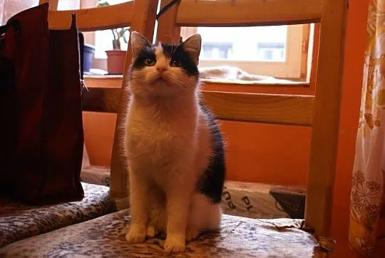 Roczna, wystrylizowana kotka Zuzia szuka domu