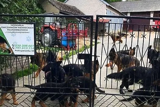 Owczarek niemiecki długowłosy potężne szczeniaki w różnym wieku